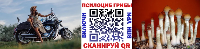 Псилоцибиновые грибы прущие грибы  наркотики  Холм 